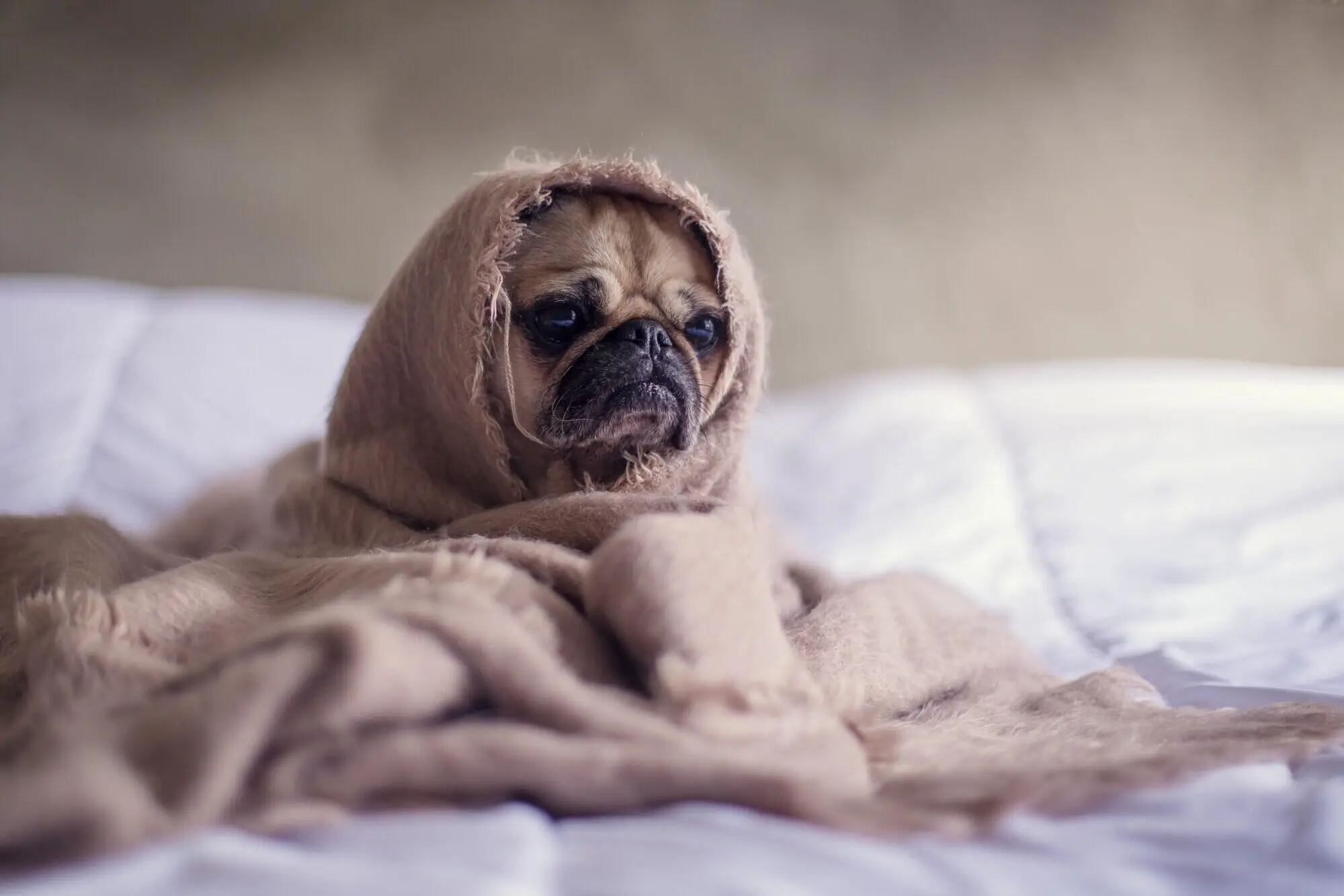 Improve Tenant Relations with Effective Pet Screening